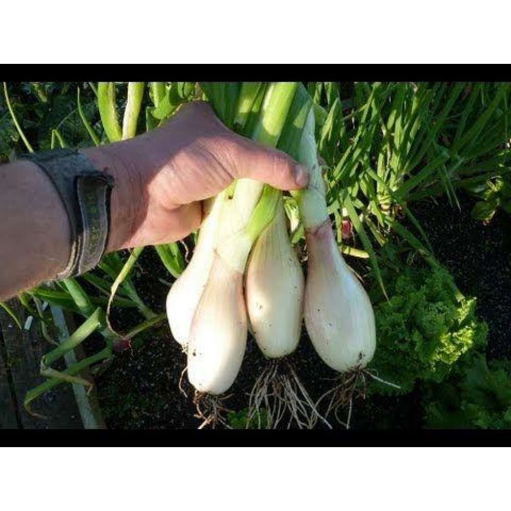 Озима цибуля сіянка Бамбергер (Бірнформіг) 8/21 1кг / Broer