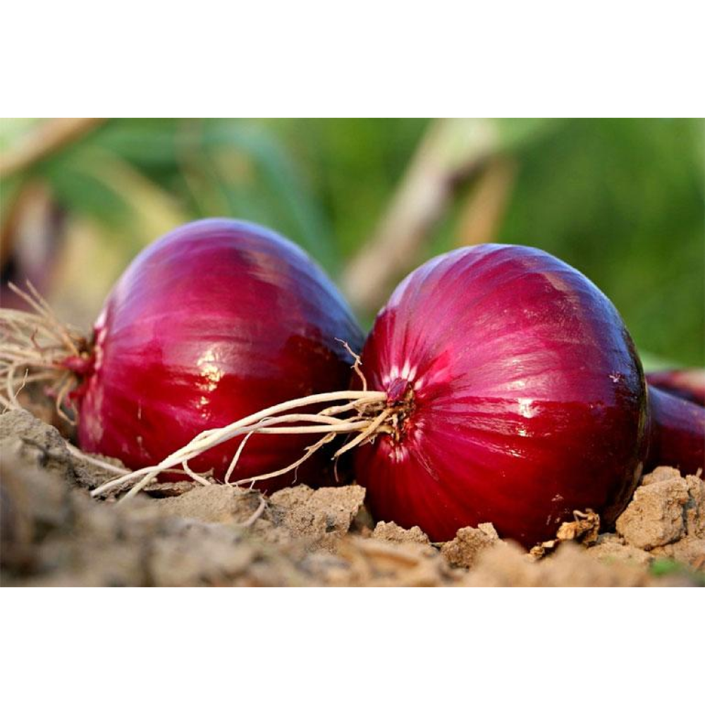 Озима цибуля сіянка Ред Барон 8/21 1кг / Broer