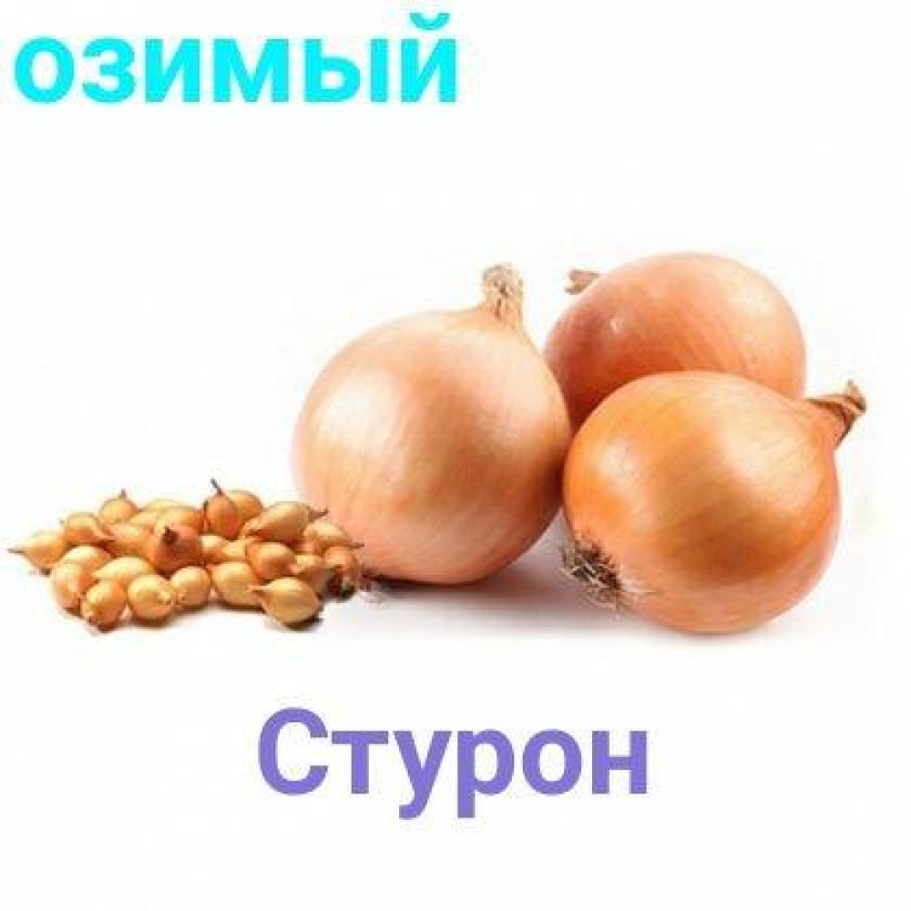 Озима цибуля сіянка Стурон (Sturon) 1кг / TOP 8/16