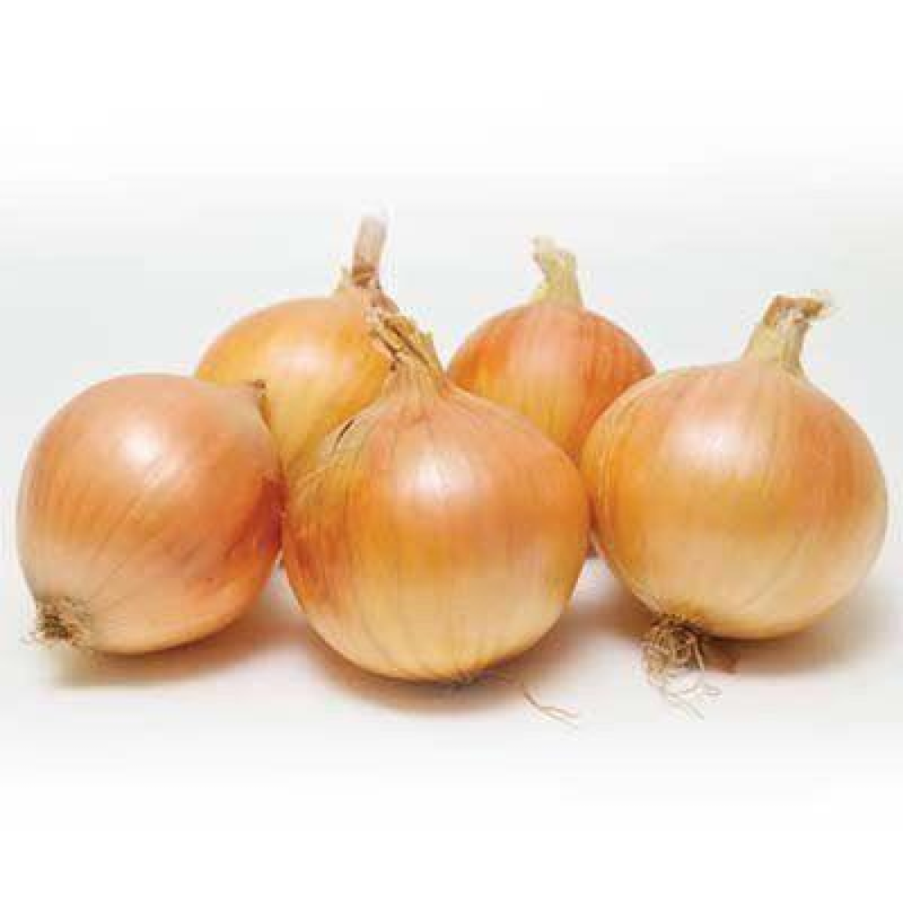 Озима цибуля сіянка Шекспір 8/16 1кг/ ТОР