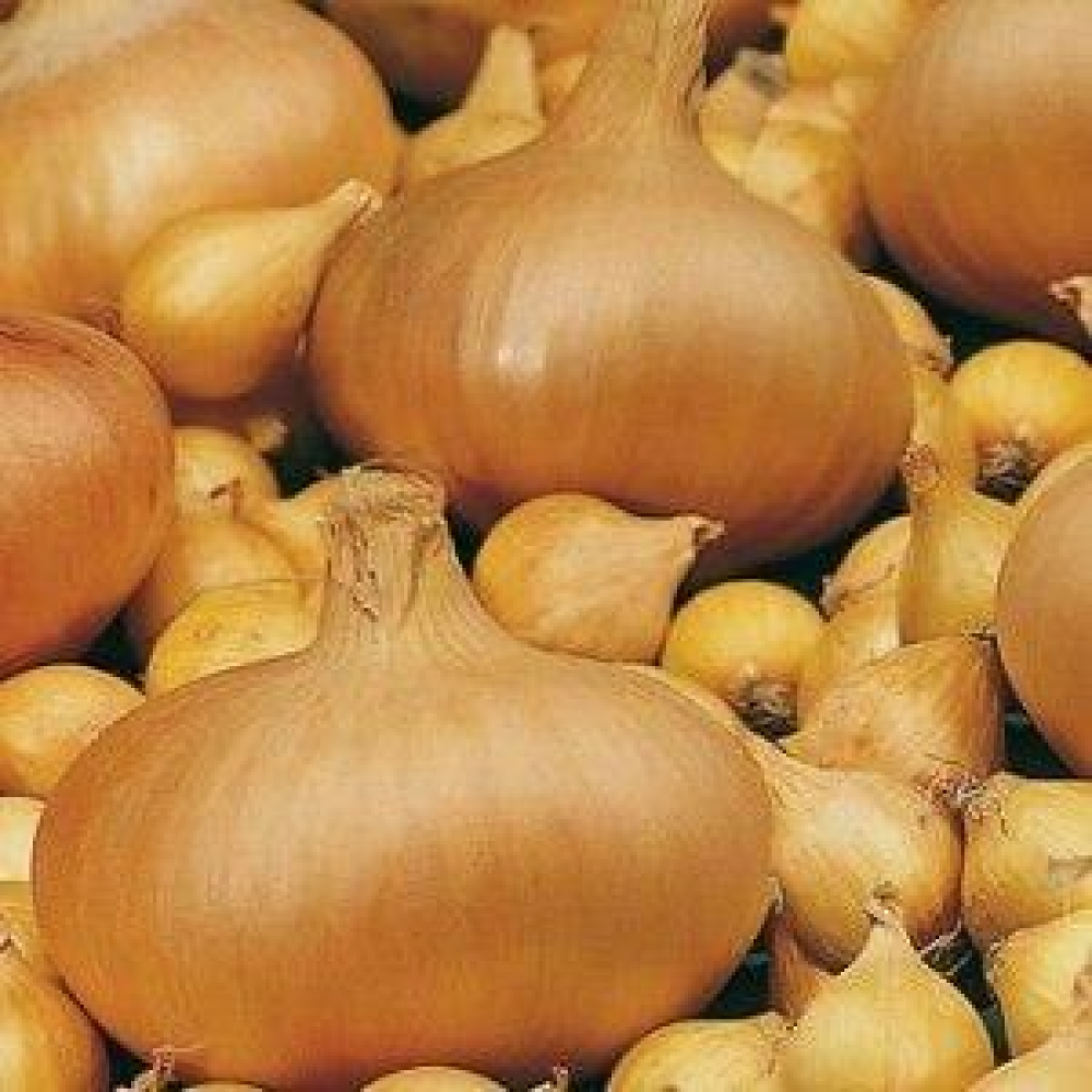 Цибулю сіянка озима Штуттгартер Різен 8/21 1кг / Broer