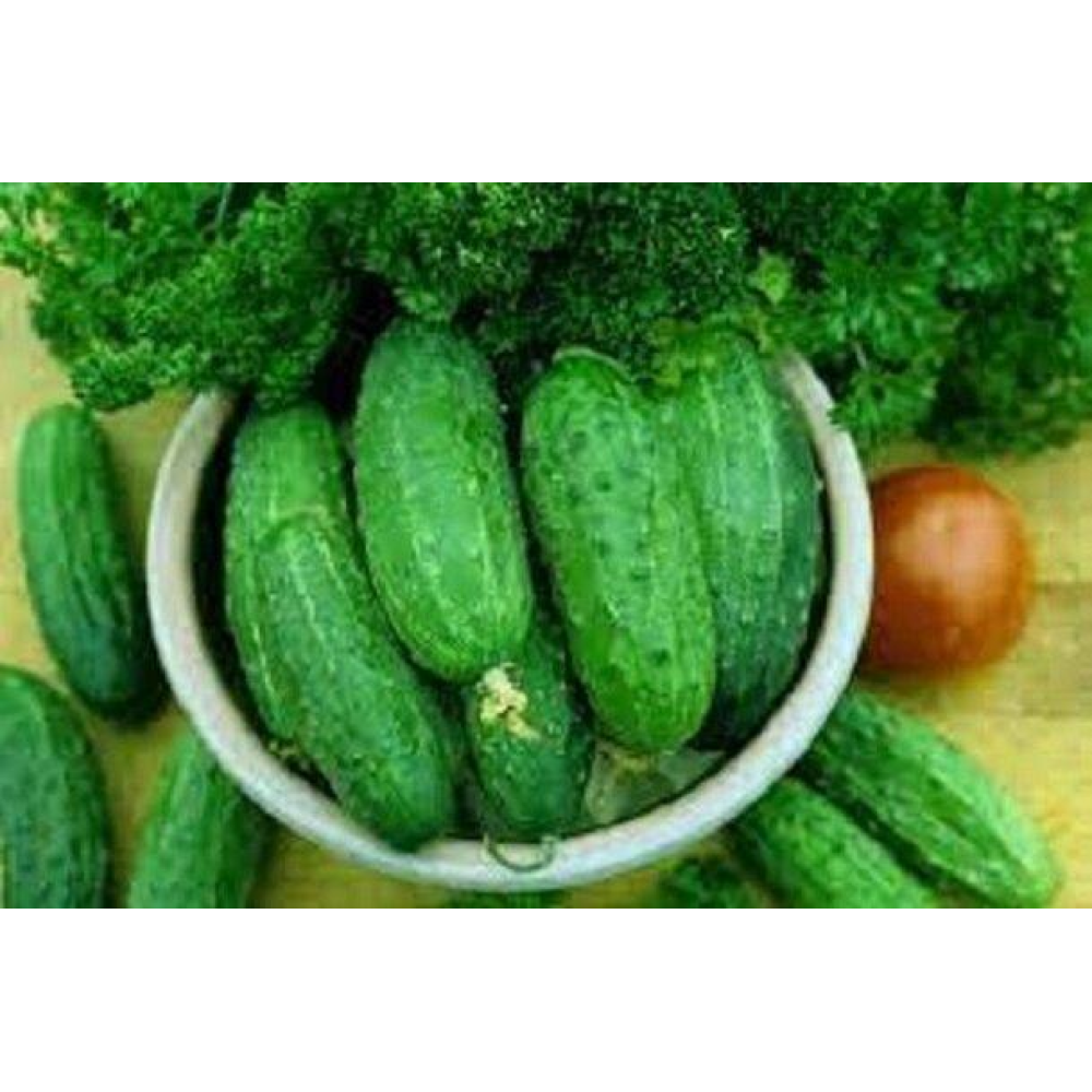 Огірок Льоша F1 3г