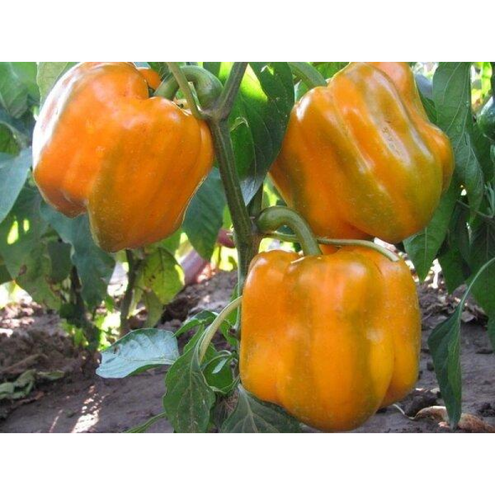 Перець Богдан 0,3 г