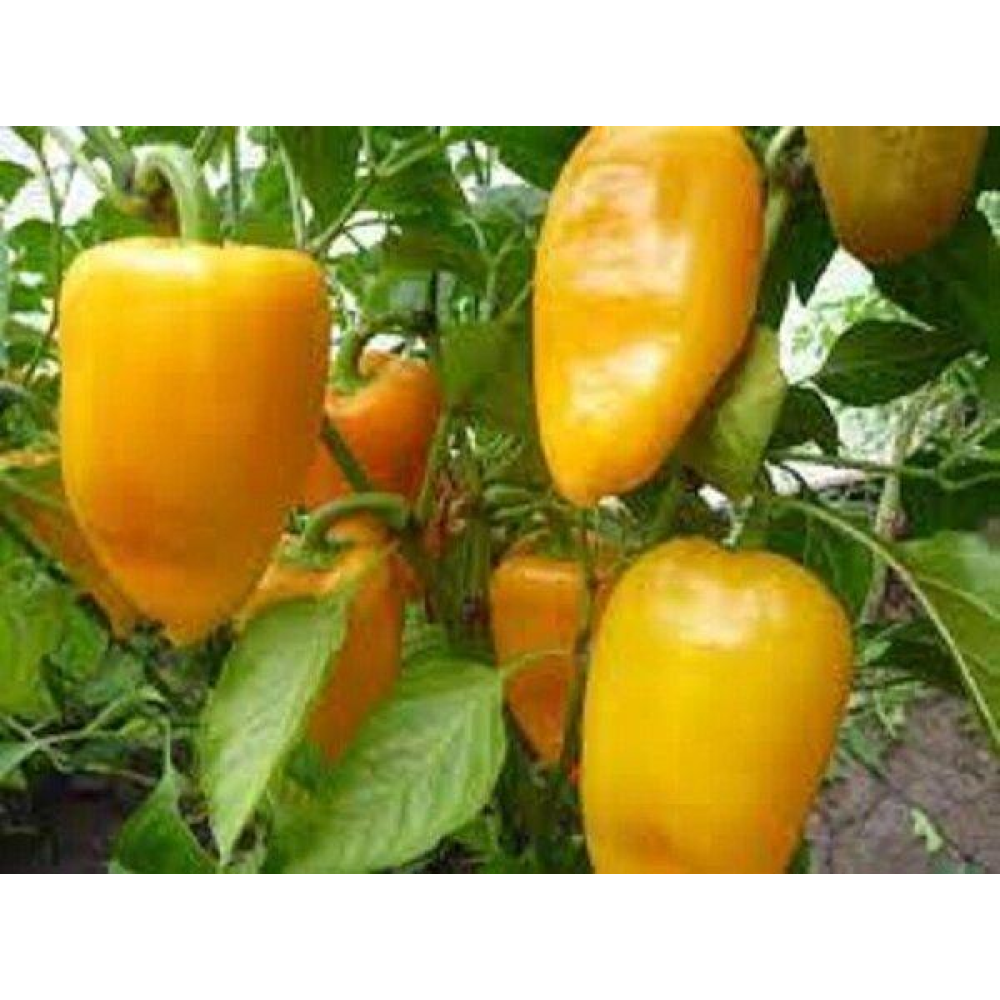 Перець Іволга 0,3 г