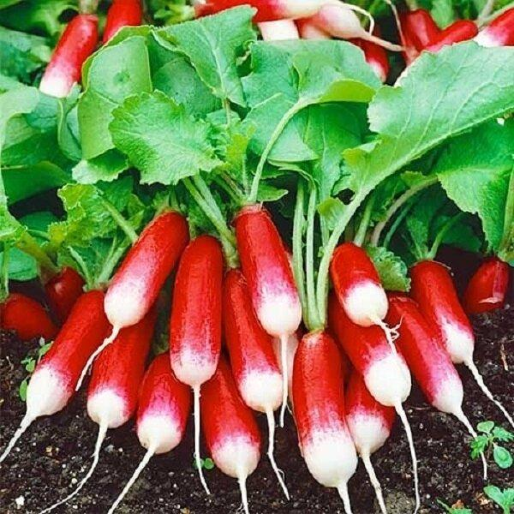 Редиска Богиня 10 г