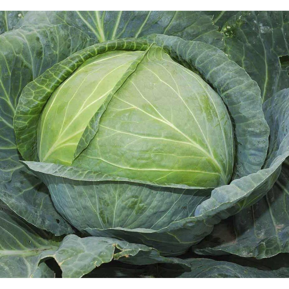 Насіння Капуста Атрія F1 20шт / Seminis