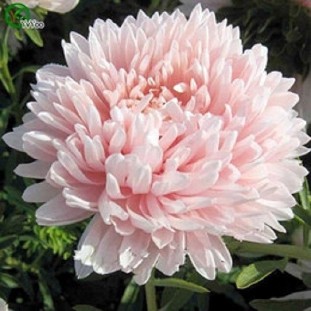 Астра Валькірія