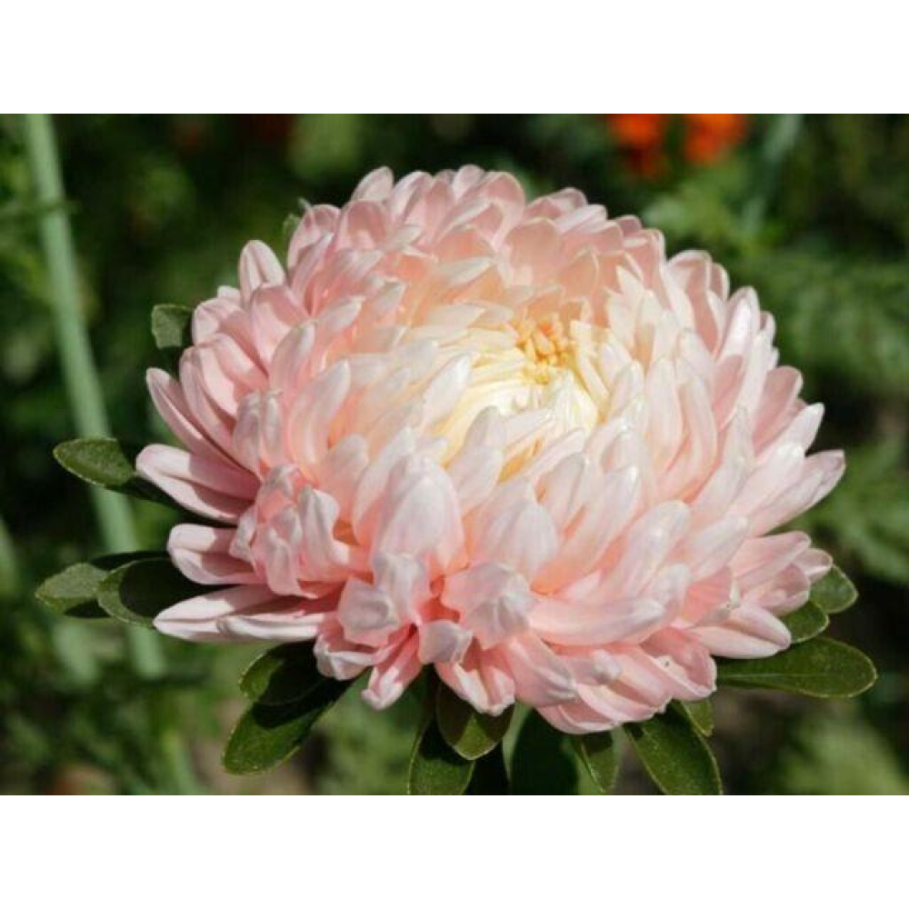 Астра Валькірія