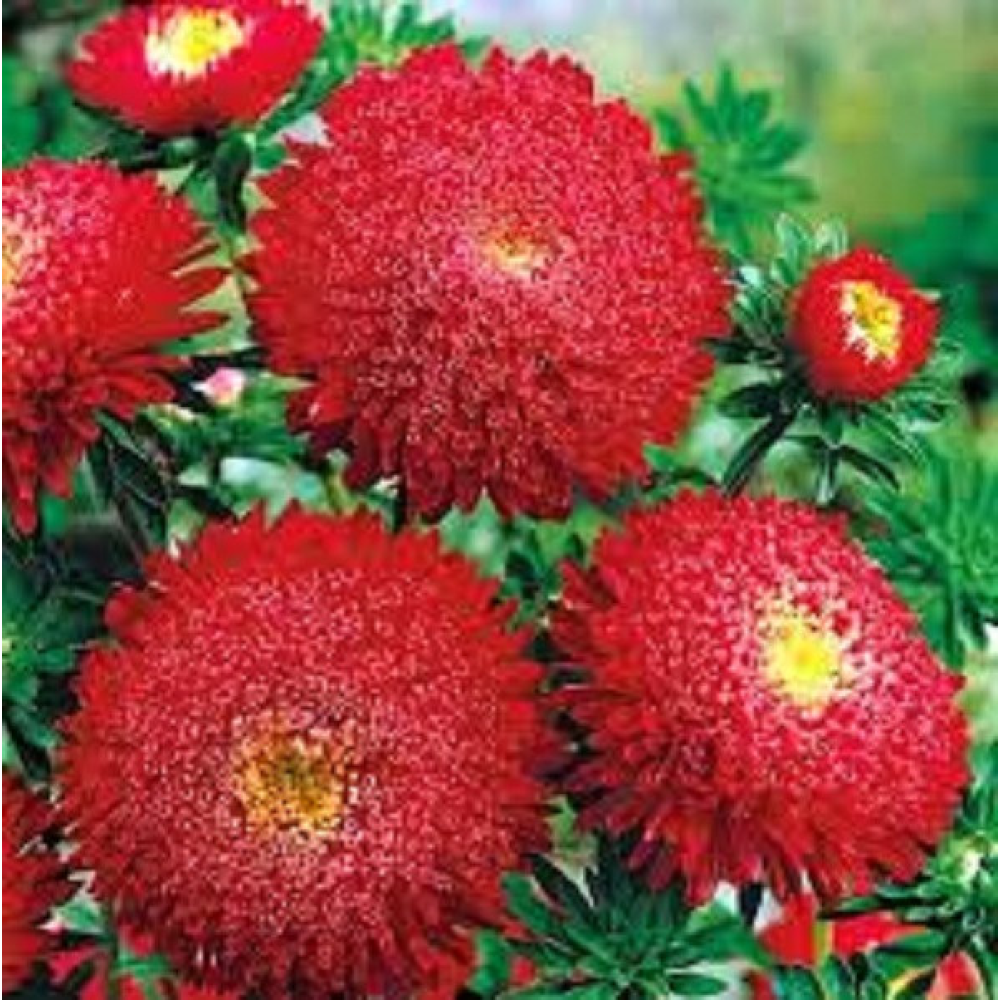 Астра Король Артур 0.2 г