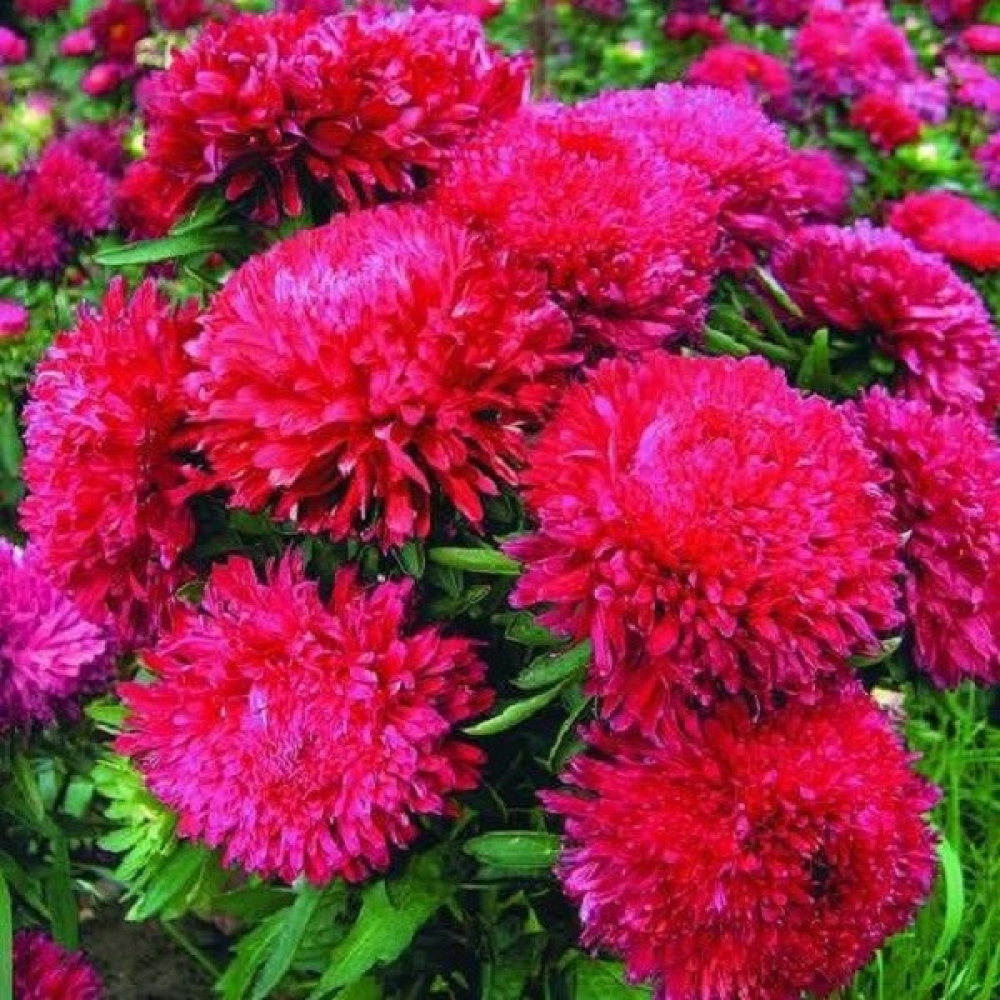 Астра Леді Гамільтон 0.3 г