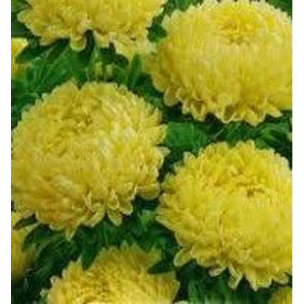 Астра Полярна зірка