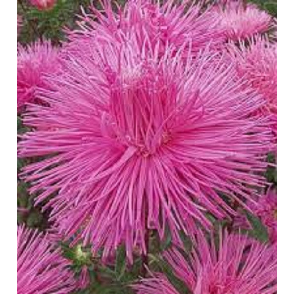 Астра Ельза 0.3 г