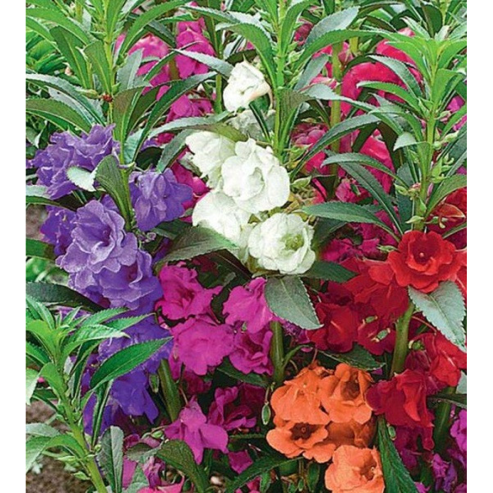 Бальзамін суміш Сім Гномів низька 0.5 г