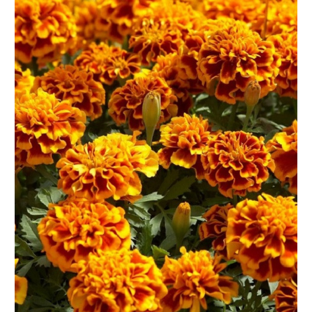 Чорнобривці Атос 0.3 г