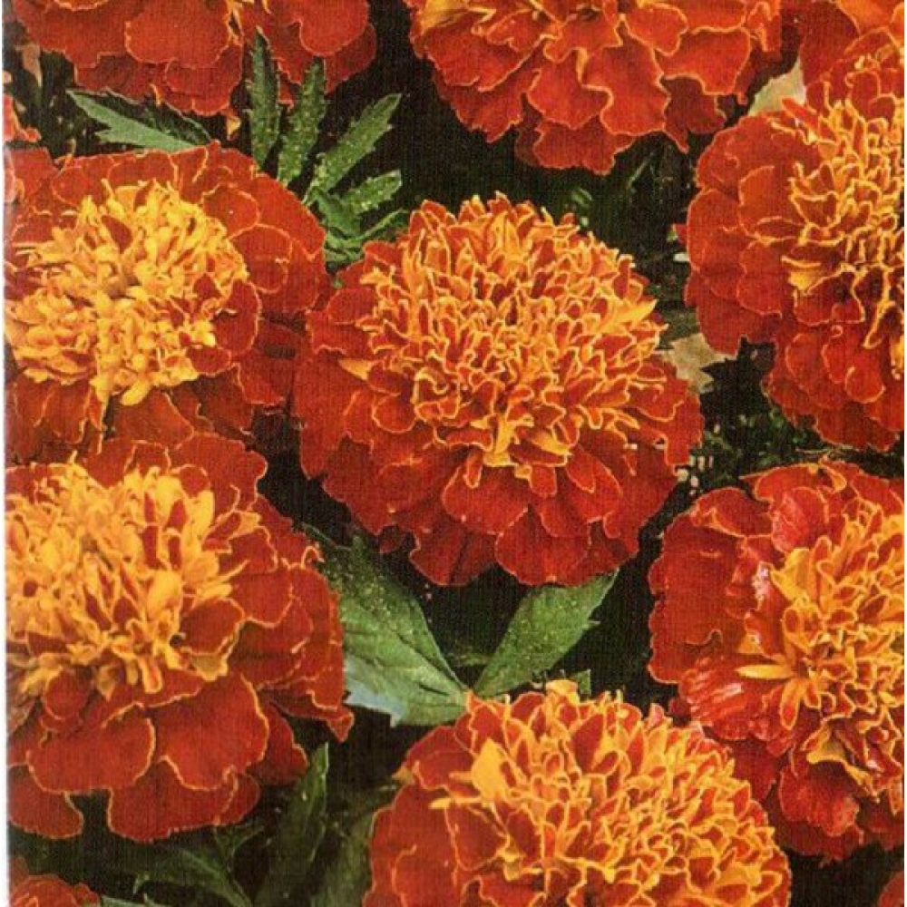 Чорнобривці Атос 0.3 г