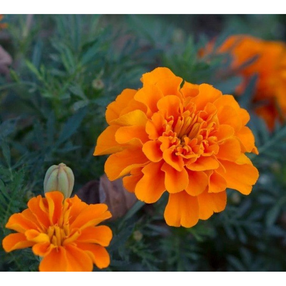 Чорнобривці Карина 0.5 г