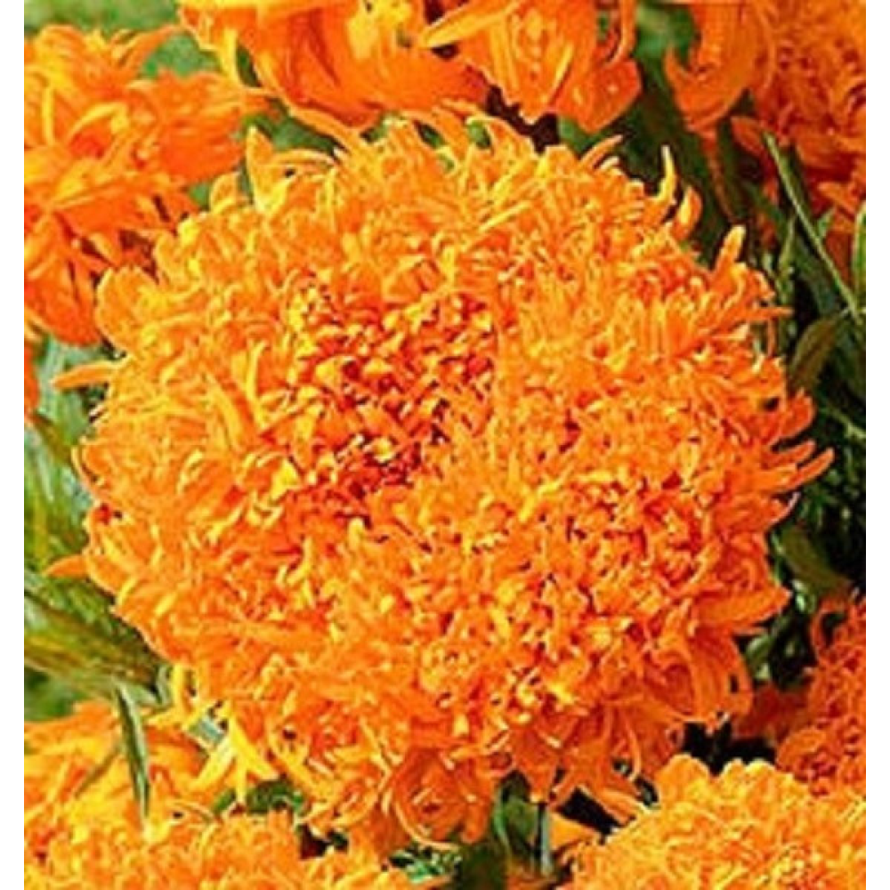 Чорнобривці Клінтон 0.5 г