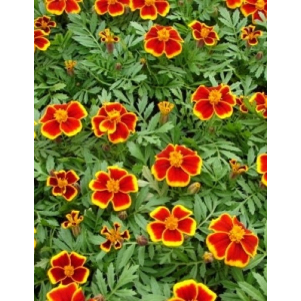 Чорнобривці Легіон честі 0.5г