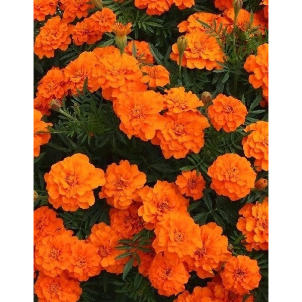 Чорнобривці Мандарин 0.5г