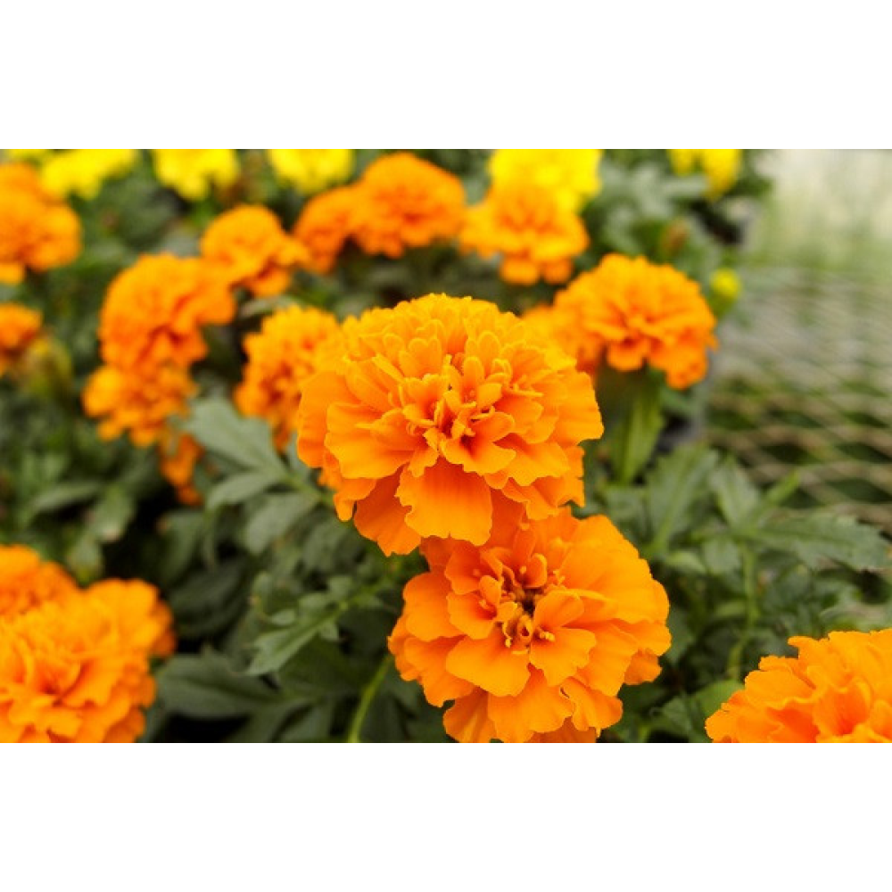 Чорнобривці Сафарі 0.5 г