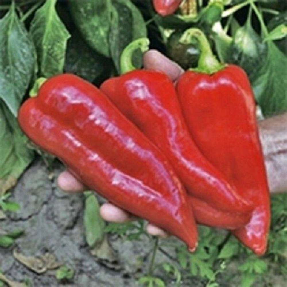 Перець Бівень 0,3 г