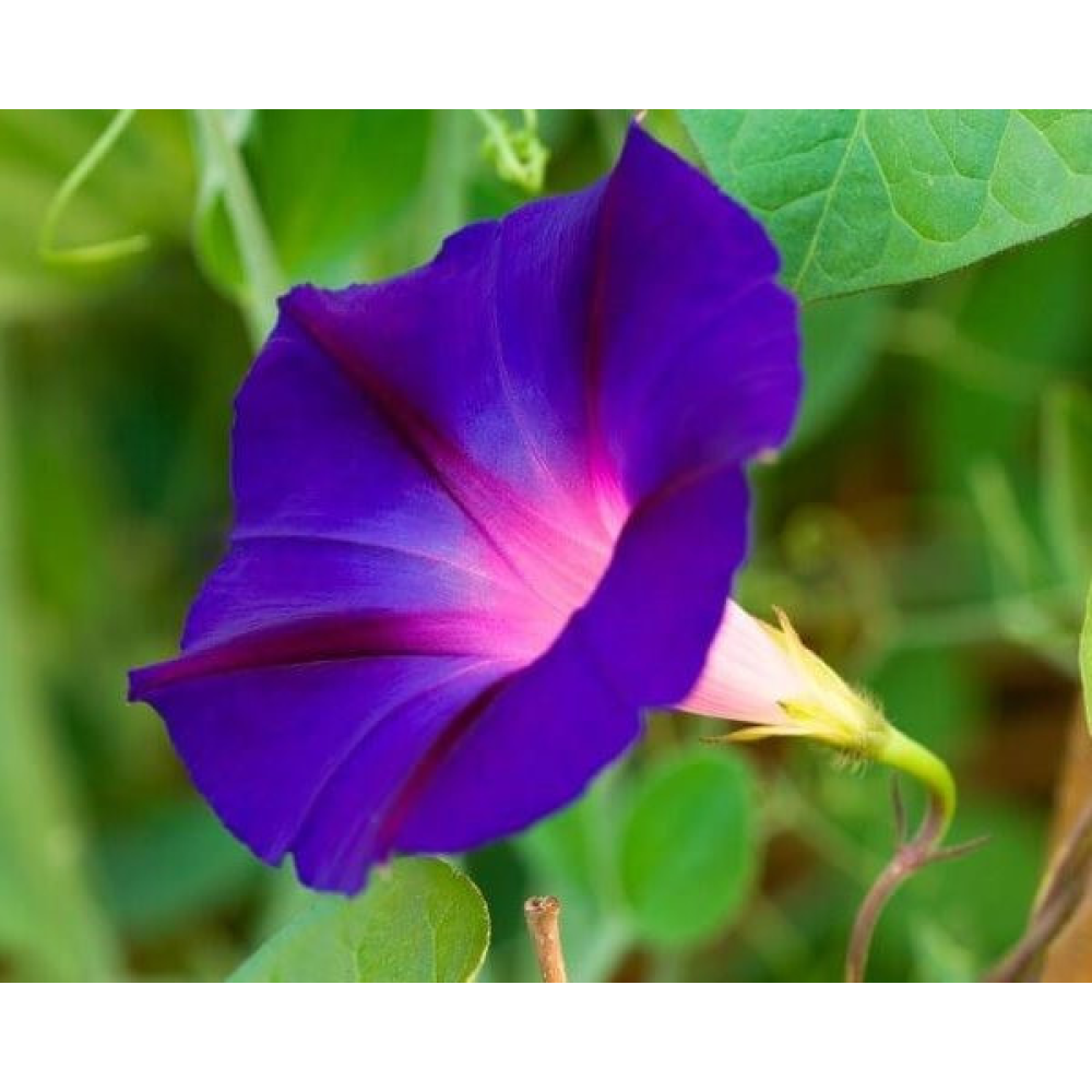 Іпомея Нічка 1г