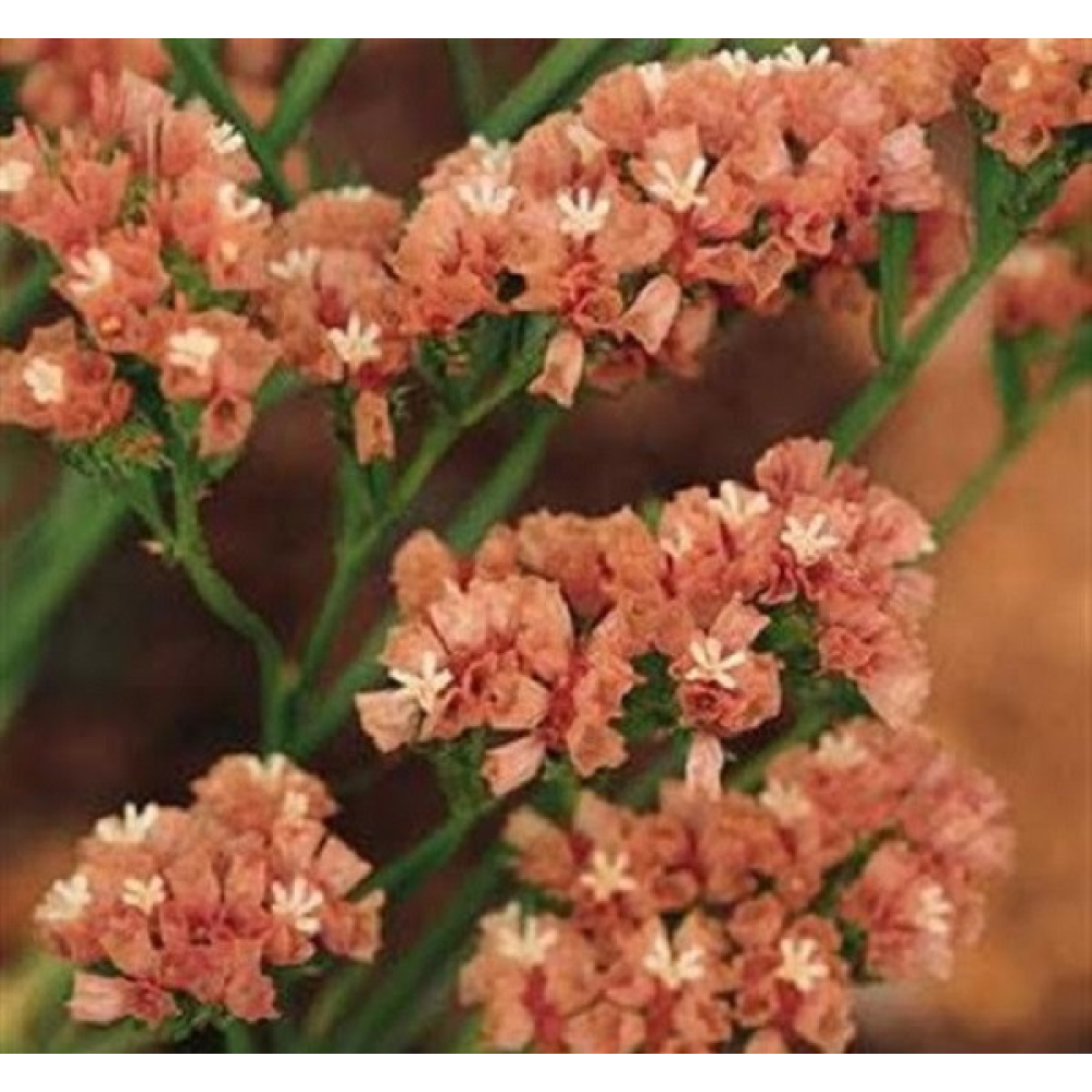 Лімоніум Ажурний Абрикосовий (статиця) 0.2 г