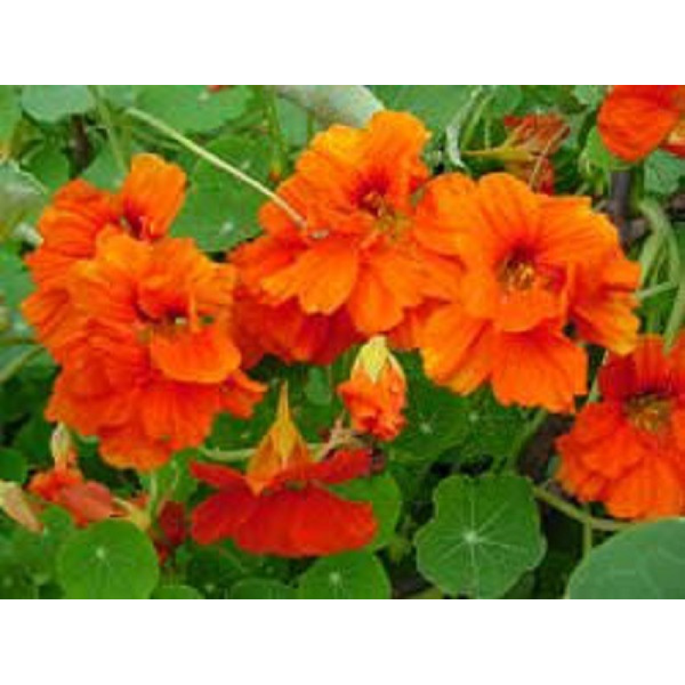Настурція Оранж Глим махрова 10шт