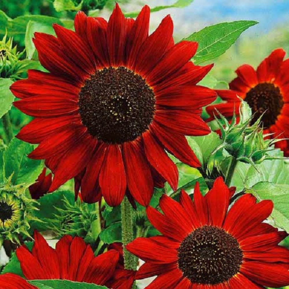 Соняшник Червоне Сонечко 1г