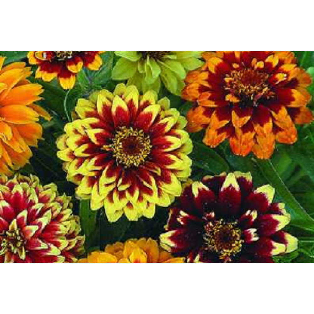 Цинія Махрова Мехіко 0.5 г