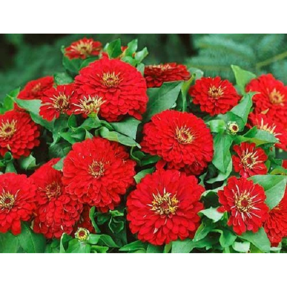 Цінія Метеор 0.5 г