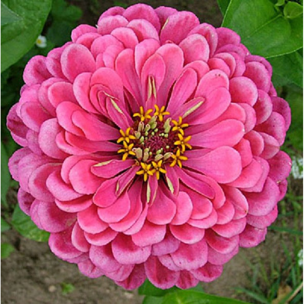 Цинія Мрія 0.5 г