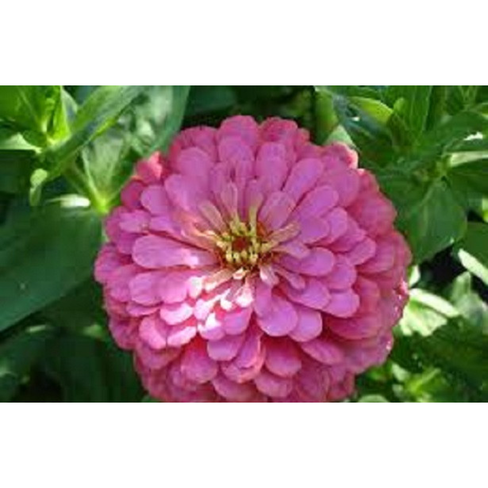 Цинія Троянда 0.5 г