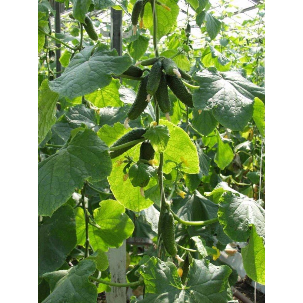 Насіння Огірок Амант F1 10 шт / Bejo Zaden