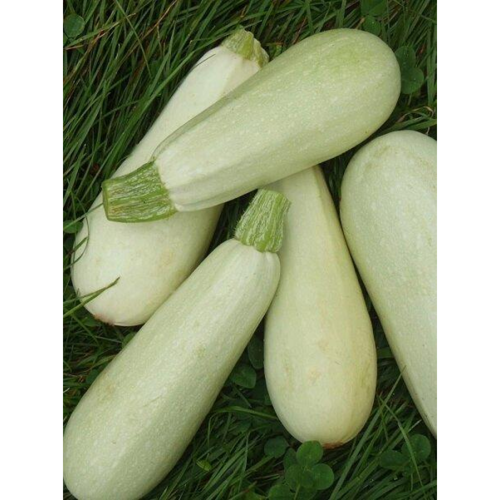 Кабачок Белоплодный 20г