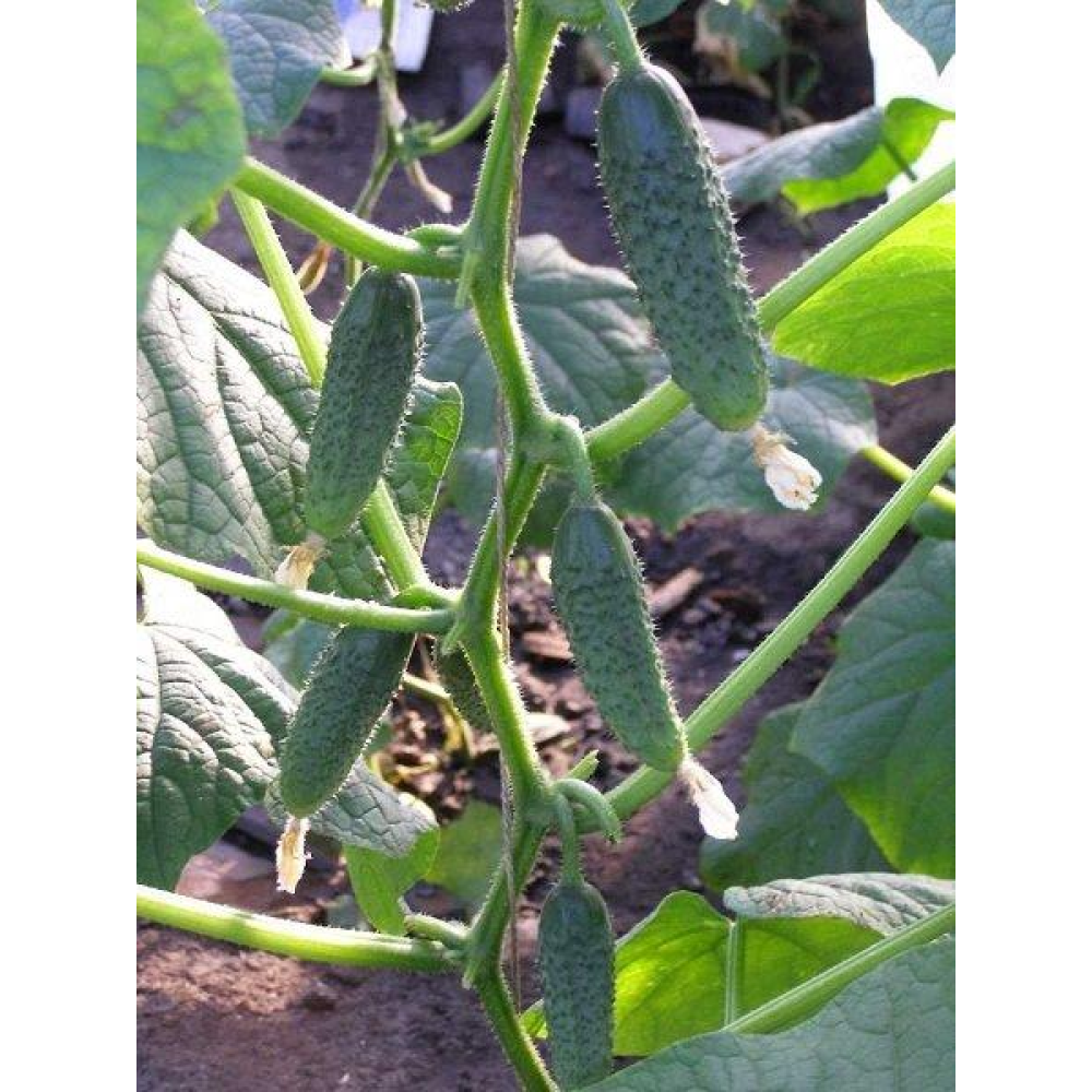 Насіння Огірок Амант F1 50 шт / Bejo Zaden