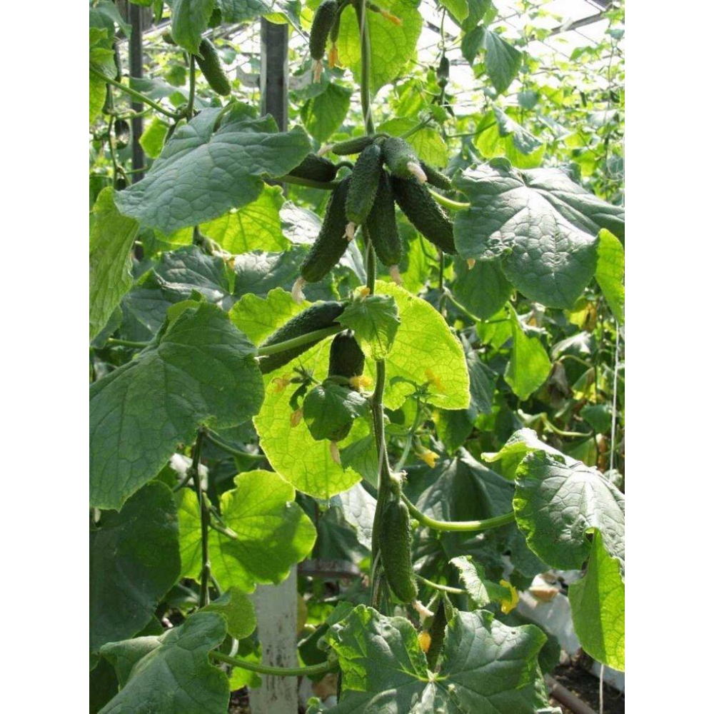 Насіння Огірок Амант F1 50 шт / Bejo Zaden