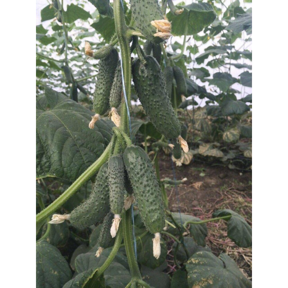 Огірок Бйорн F1 10шт / Enza Zaden