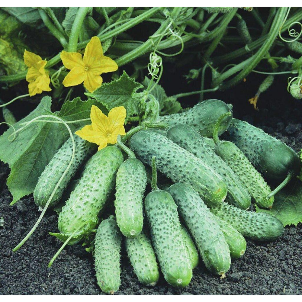 Огірок Пасамонте F1 10шт / Syngenta