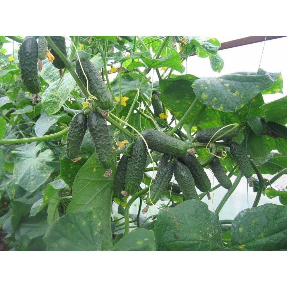 Огірок Сатіна F1 10шт / Nunhems Zaden