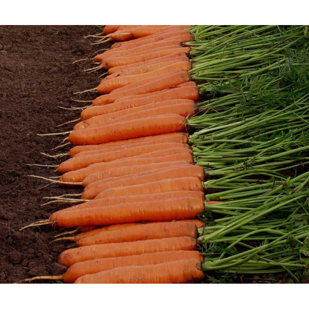 Насіння Морква Монанта 1г / Rijk Zvaan