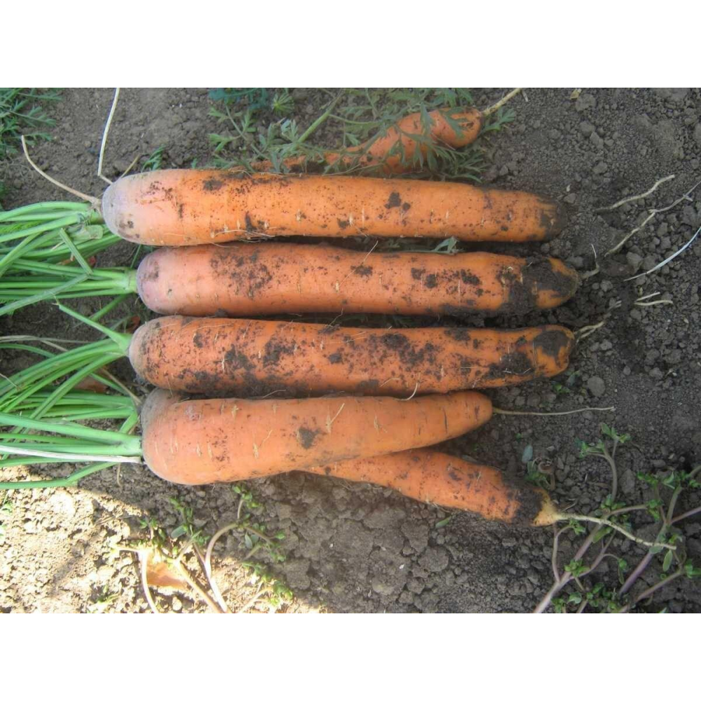 Морковь Нантес Скарлет 1г/ United Genetics