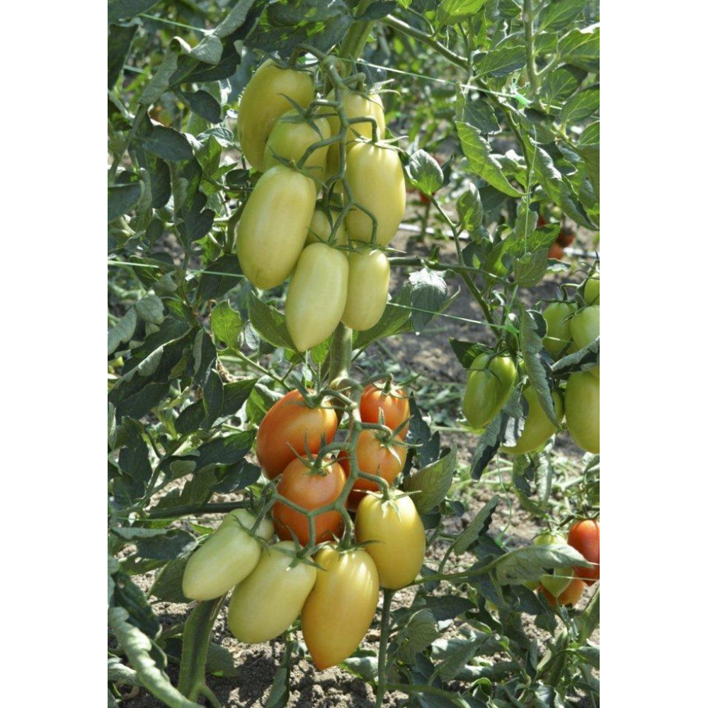 Томат Адель F1 8шт / United Genetics