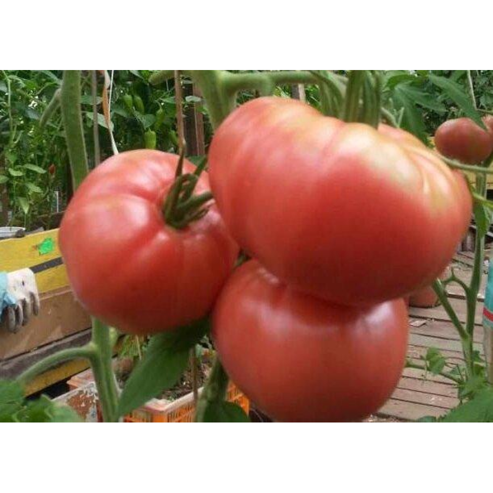 Томат Бабусин секрет 0.1г