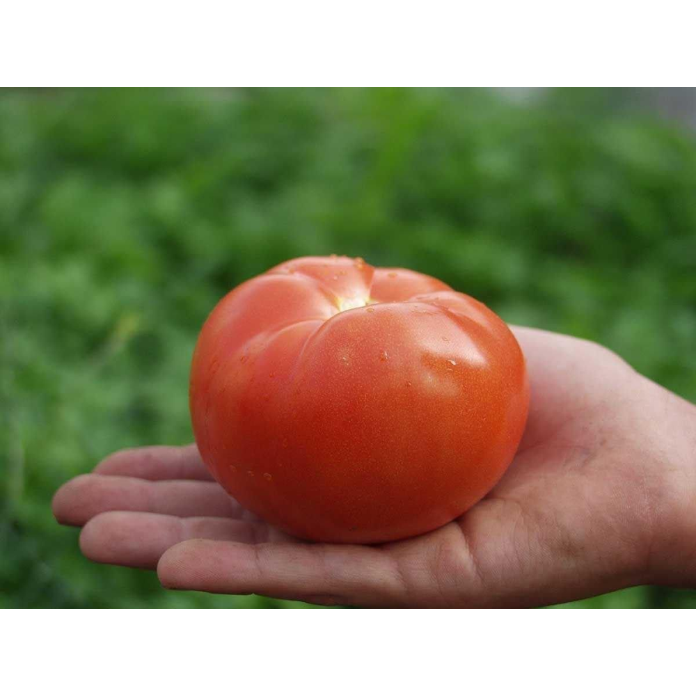 Томат Полбиг F1 0,05 г /Bejo Zaden