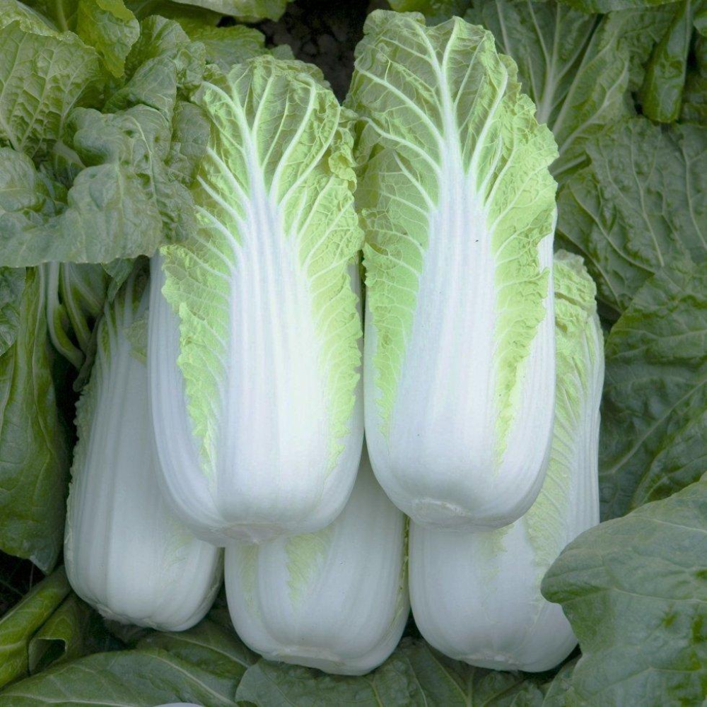 Насіння Капуста пекінська Білко F1 20 шт / Bejo Zaden