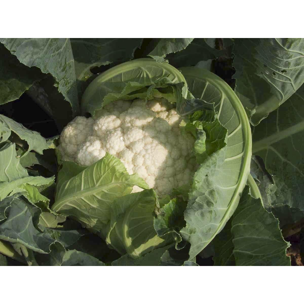 Насіння Капуста цвітна Гудмен 20шт / Bejo Zaden