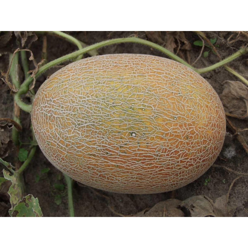 Диня Голді F1 8шт / Tezier