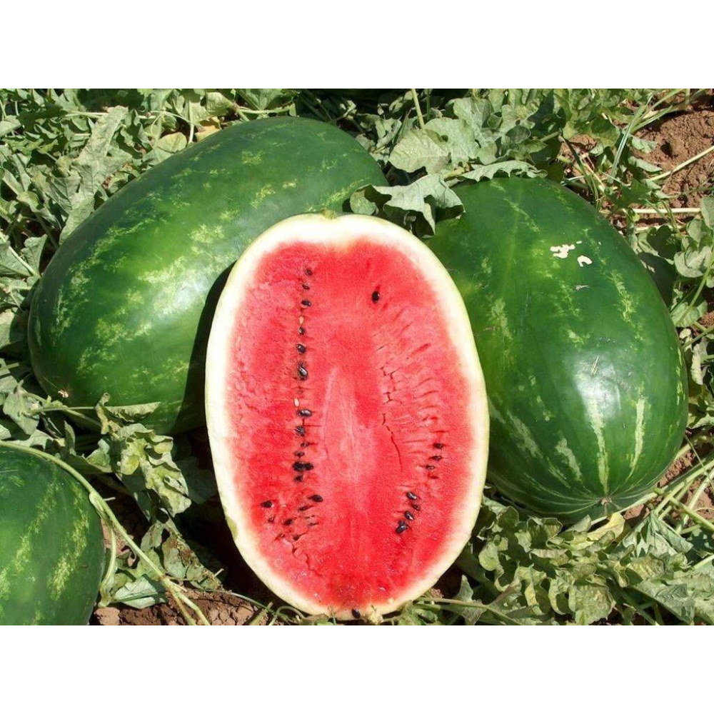 Кавун Ерлі Саманта F1 8шт / United Genetics