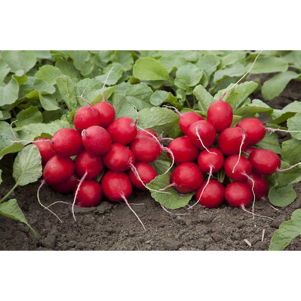 Насіння Редис Мондиал F1 250шт / Rijk Zvaan